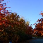 Eye Candy Friday :: Beautiful Autumn ::