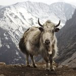 Stricken mit exotischen Wollsorten (Teil 1) :: Yak Wolle::